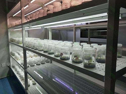 运粮湖管理区植物组织培养实验室设计建设方案